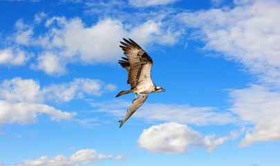 Osprey flying with a large fish in talons in the clouds
