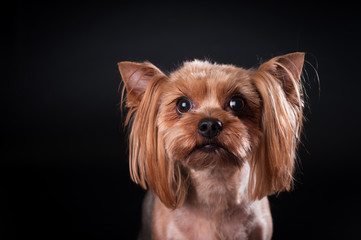 Fototapeta premium yorkshire terrier portrait on black background