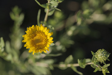 Amazing view of colorful yellow flower in the garden and green grass landscape under natural sunlight at sunny summer or spring day. Close up spring flower background in morning nature.