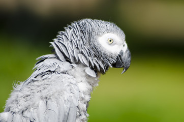 Psittacus erithacus