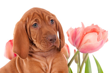 Magyar Vizsla puppy, eight weeks old, with tulips against white