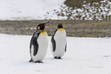 Obraz premium King penguins on South Georgia island