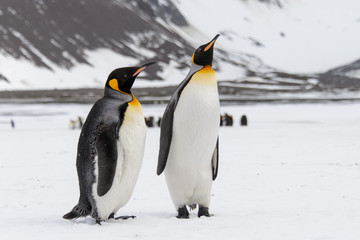 Fototapeta na wymiar King penguins on South Georgia island