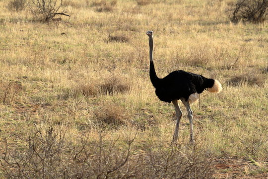 Der Vogel Strau&szlig; in der afrikanischen Savanne in Kania 