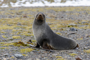 Naklejka premium Fur seal