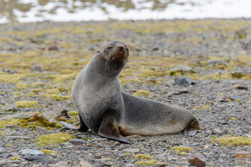 Naklejka premium Fur seal