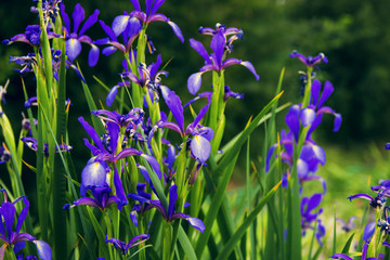 blue flowers in a summer garden