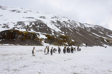 Naklejka premium King penguins on South Georgia island