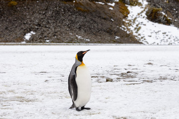 King penguins on South Georgia island