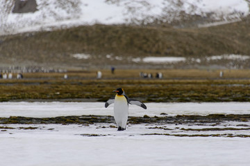King penguins on South Georgia island