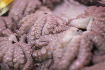 Fresh octopuses at the city market.