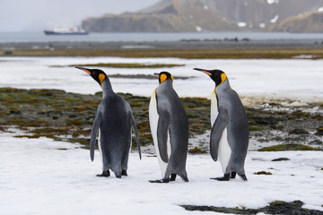 Fototapeta premium King penguins on South Georgia island