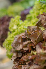 Fresh salads at the city market.