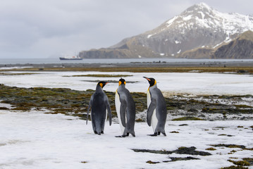 King penguins on South Georgia island