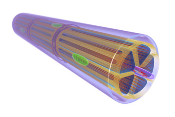 Skeletal muscle, illustration
