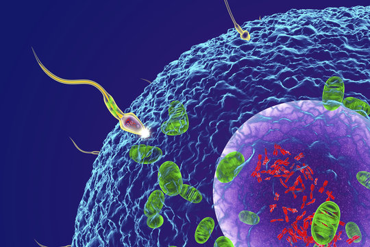 Fertilisation, illustration