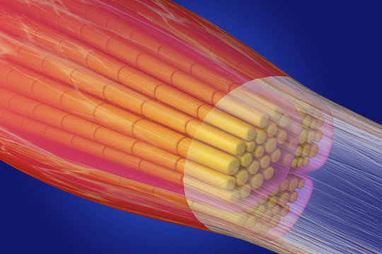 Skeletal muscle, illustration