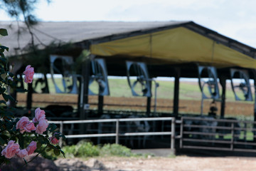 Obraz premium Fazenda de gado