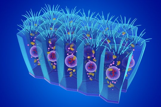 Columnar epithelium, illustration