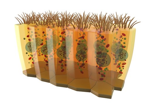Columnar epithelium, illustration