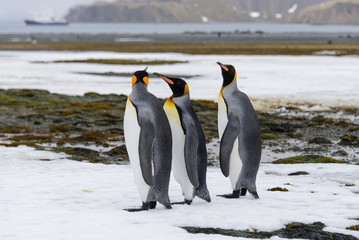 Obraz premium King penguins on South Georgia island