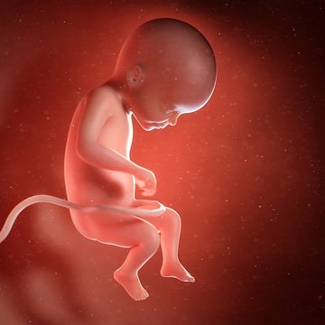Human foetus age 22 weeks, illustration