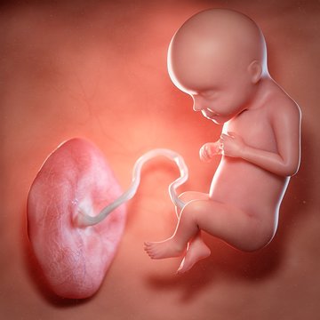 Human foetus age 29 weeks, illustration