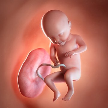 Human foetus age 31 weeks, illustration