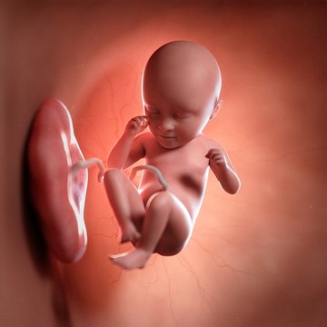 Human foetus age 35 weeks, illustration
