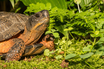 A close up of a Wood Turtle in the wild.