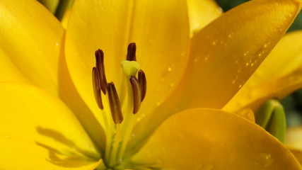 Gelbe Blume im Garten