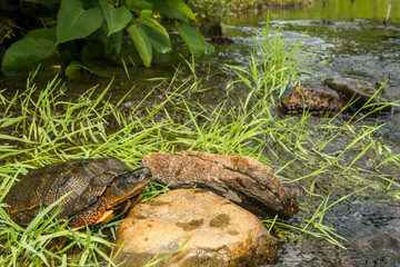 Fototapeta premium A close up of a Wood Turtle in the wild.