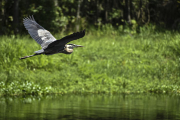 bird in flight over river