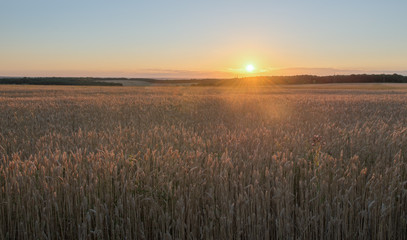 Fototapeta na wymiar Wheat at sunset