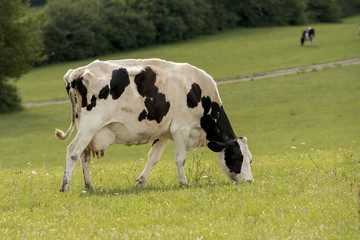 vache Holstein sur le pâturage vert