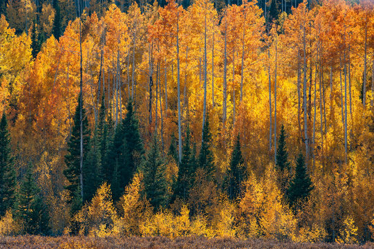 A forest of aspen trees in the fall with bright yellow leaves