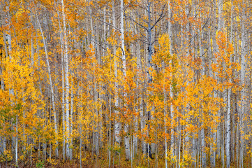 A forest of aspen trees in the fall with bright yellow leaves
