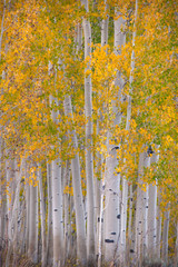 Panele Szklane  Las osikowych drzew jesienią z jasnożółtymi liśćmi