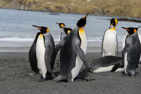 King penguins on South Georgia island