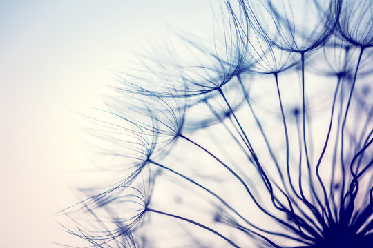 Fototapeta Beautiful dandelion flower