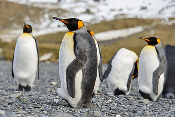 Fototapeta premium King penguins on South Georgia island