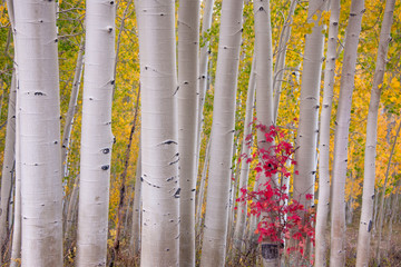 A forest of aspen trees in the fall with bright yellow leaves