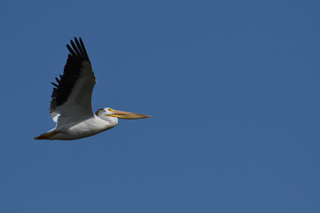 Fototapeta na wymiar American White Pelican flying