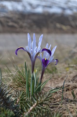Голубой и пурпурный ирис Колпаковского Iris kolpakowskiana среди травы в горах Тянь-Щаня, Кыргызстан, Центральная Азия