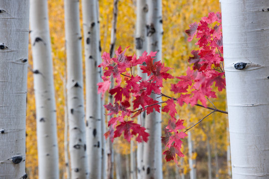 A forest of aspen trees in the fall with bright yellow leaves