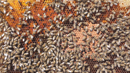 Larvae of bees. Honeycombs are developing larvae of bees future generation of beneficial insects.