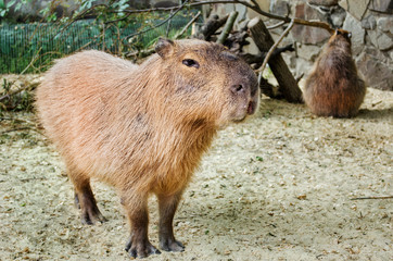 Young capybara close up In the wild zoo. Hydrochoerus hydrochaeris