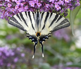 Papillon sur BUDDLEIA