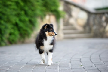 tricolor sheltie puppy walking in the park