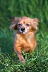 funny small dog posing outdoors